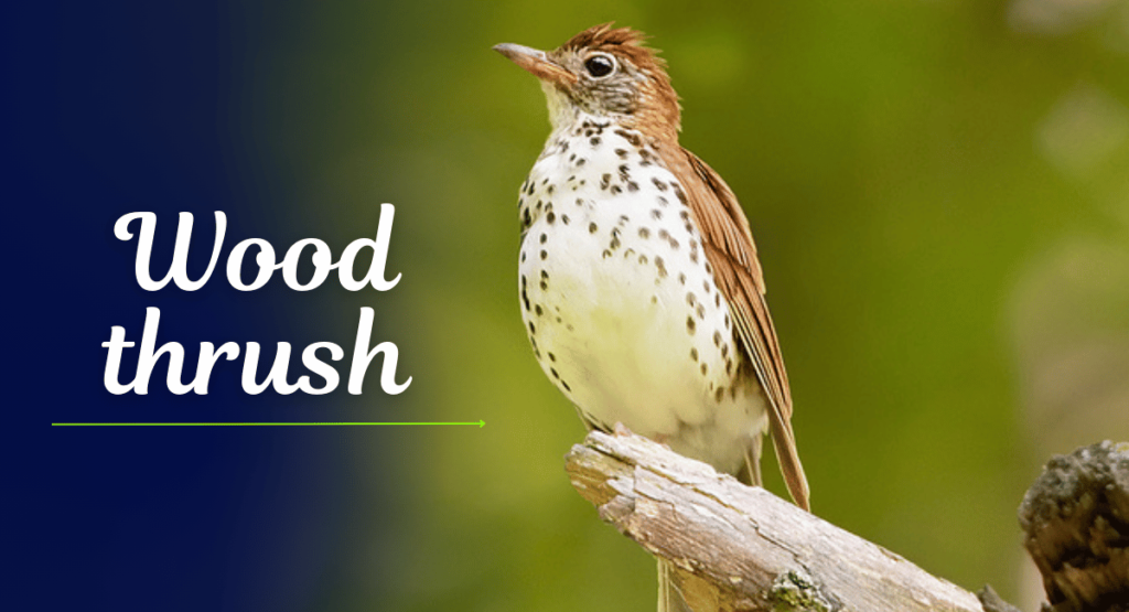 The Wood Thrush (Hylocichla mustelina) is a captivating songbird native to North America