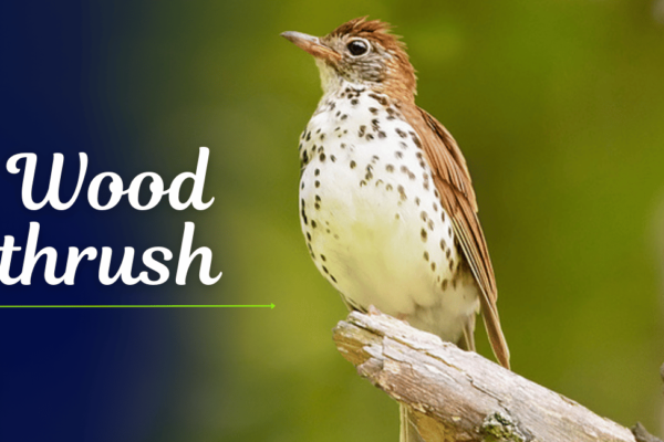 Wood thrush The Wood Thrush (Hylocichla mustelina) is a captivating songbird native to North America