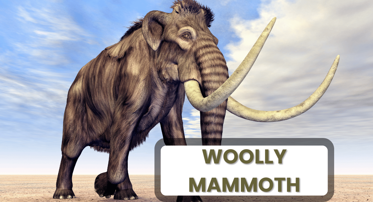 The Woolly Mammoth (Mammuthus primigenius) is one of the most iconic prehistoric creatures, often recognized for its massive size and long, curved tusks.