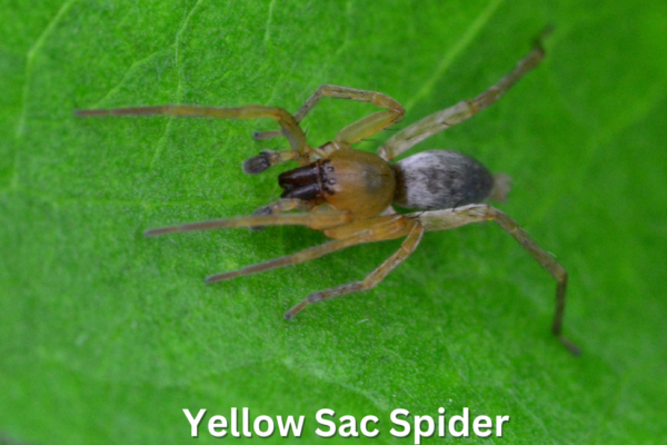 Yellow Sac Spider The yellow sac spider (Cheiracanthium spp.) is a common yet often misunderstood arachnid found throughout North America and parts of Europe