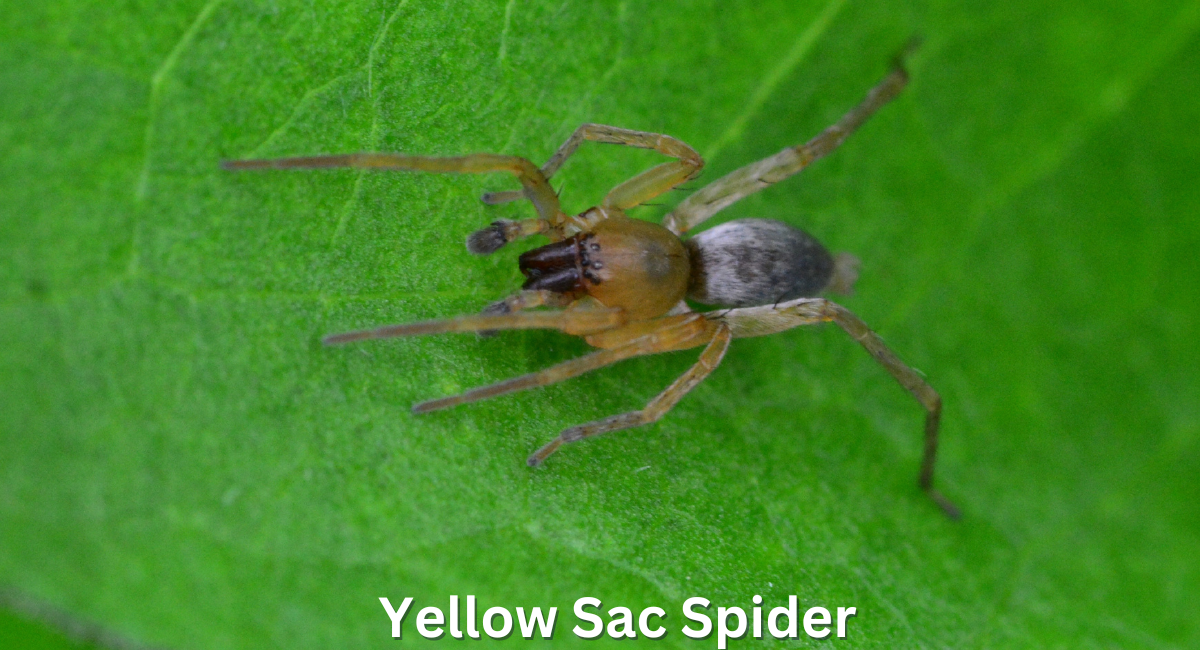 The yellow sac spider (Cheiracanthium spp.) is a Deadliest Spiders in the World and parts of Europe