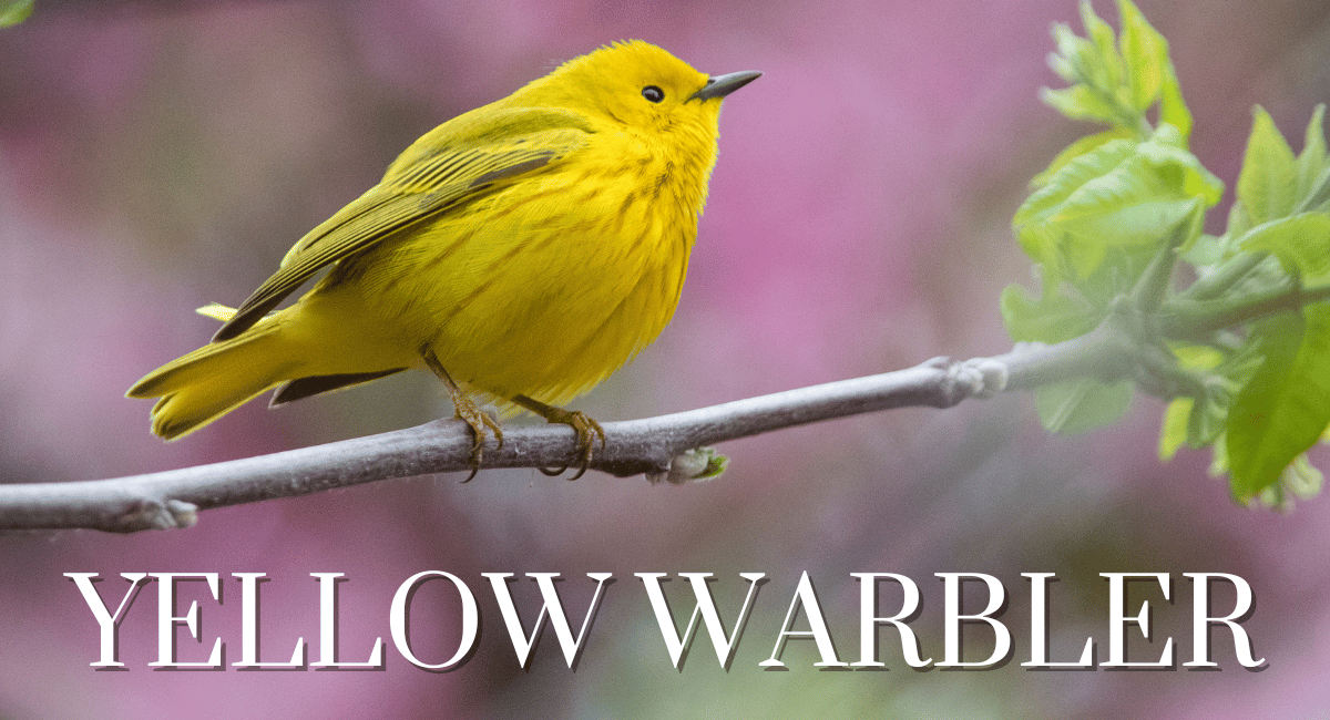 The Yellow Warbler (Setophaga petechia) is a small, migratory songbird known for its strikingly vibrant yellow plumage