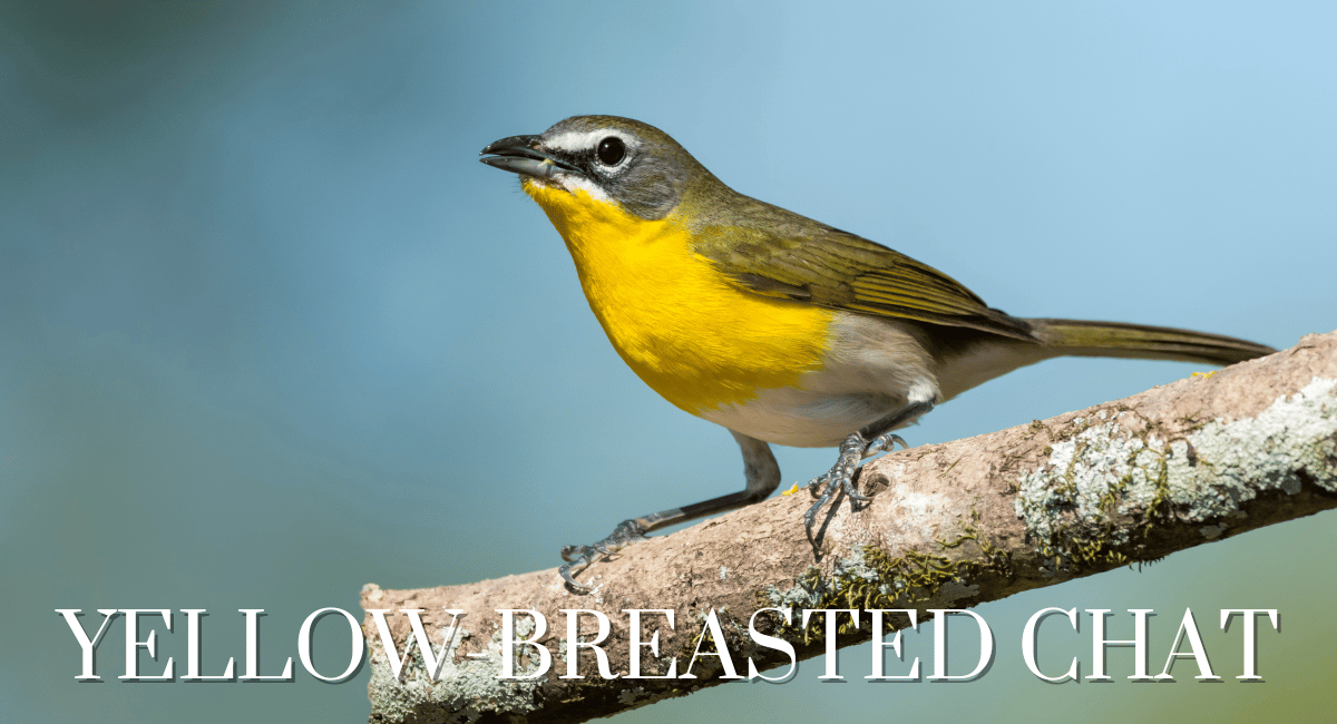 The Saffron Finch (Sicalis flaveola) is a strikingly vibrant bird that belongs to the family Emberizidae