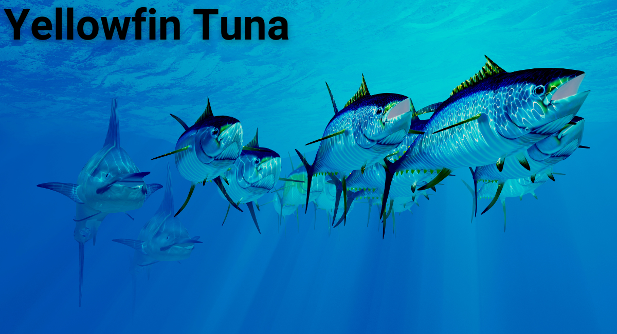 The Yellowfin Tuna (Thunnus albacares) is renowned for its exceptional speed and agility