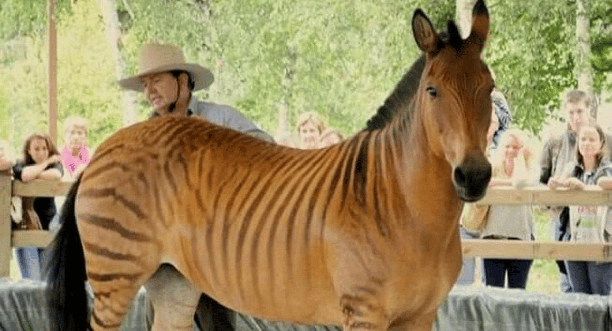 The Zorse, a fascinating crossbreed between a zebra and a horse, exemplifies the unique hybrid animals created by humans through selective breeding