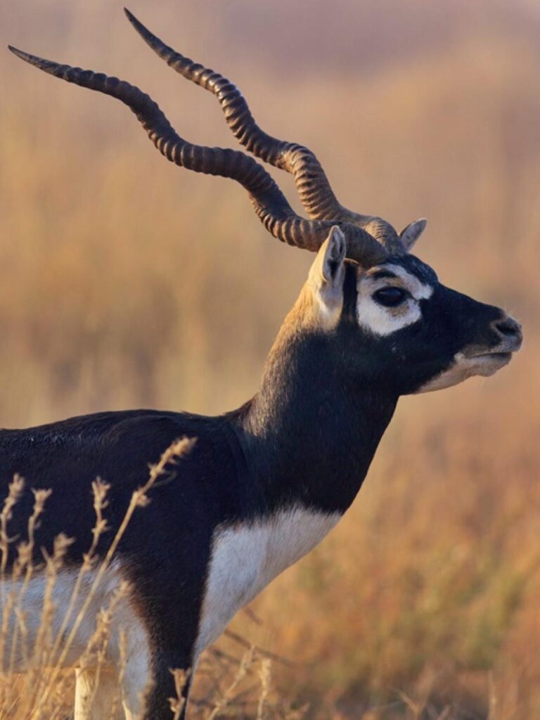 A black Buck stands gracefully, showcasing its long, elegant horns against a neutral background.