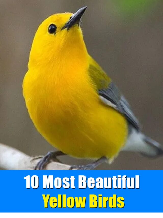 10 Most Beautiful Yellow Birds