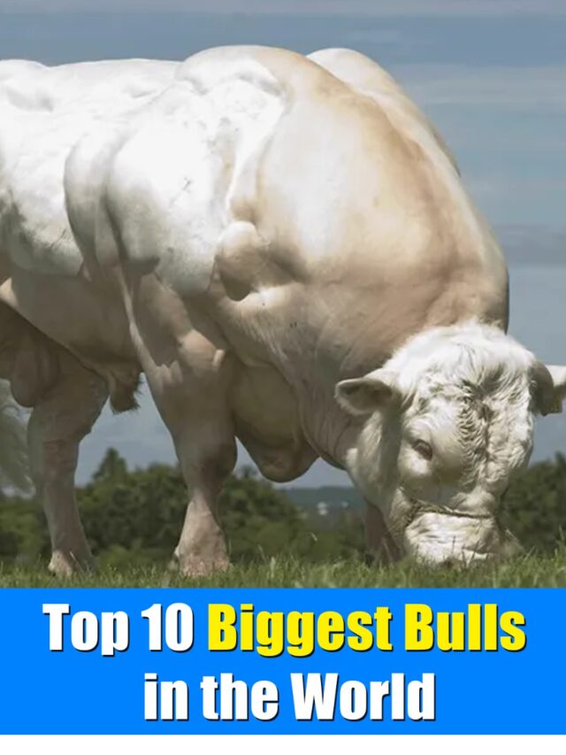 Top 10 Biggest Bulls in the World