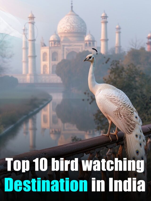 Top 10 Bird Watching Destinations in India