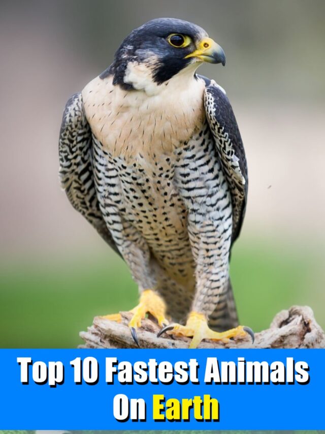 Top 10 Fastest Animals On Earth
