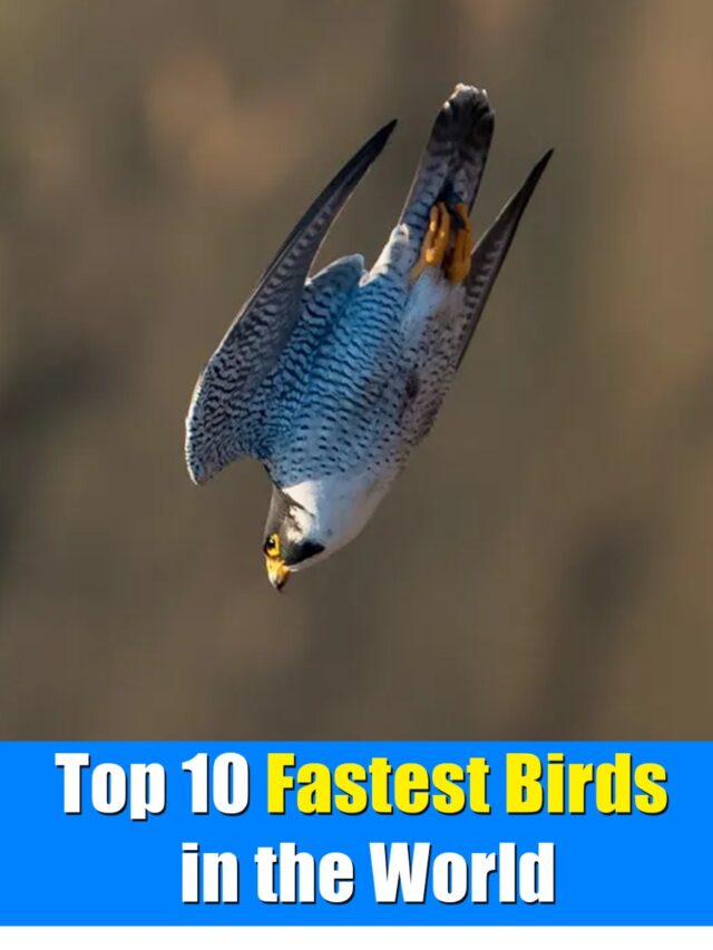 Top 10 Fastest Birds in the World