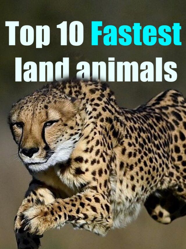Top 10 Fastest Land Animals