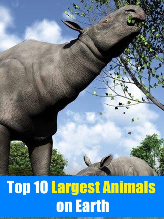Top 10 Largest Animals on Earth