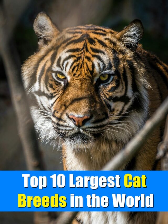 Top 10 Largest Cat Breeds in the World