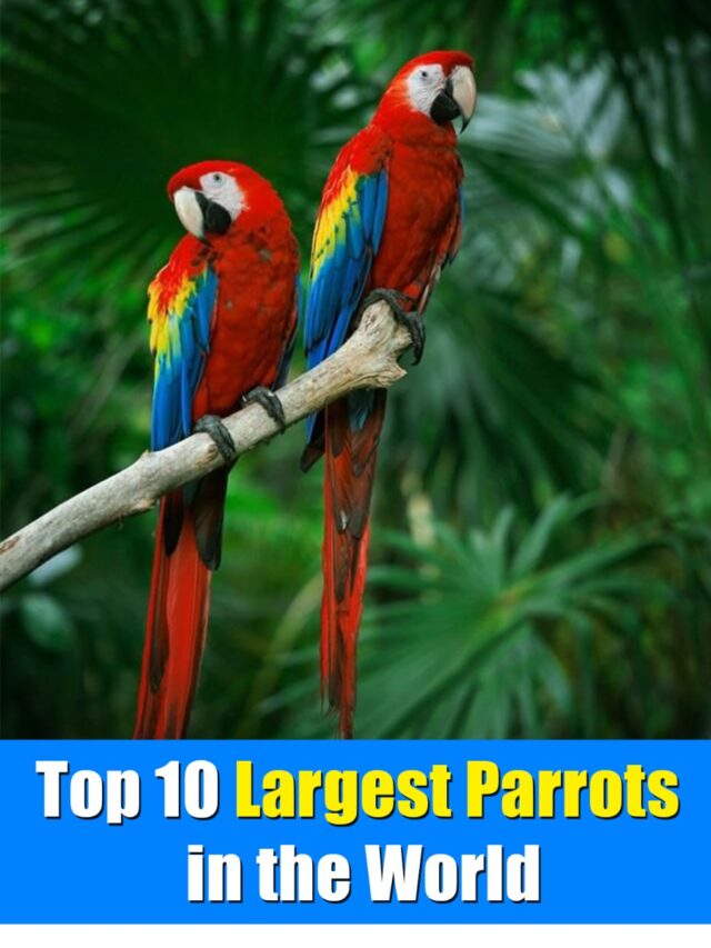 Top 10 Largest Parrots in the World