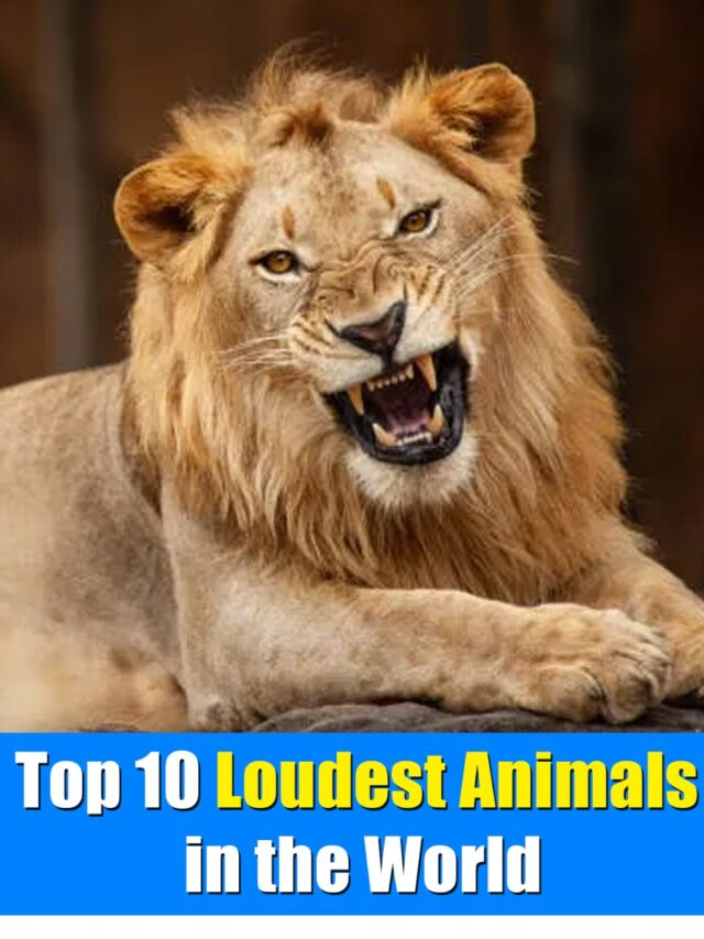 Top 10 Loudest Animals in the World