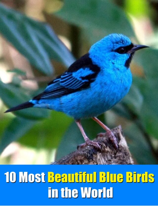 10 Most Beautiful Blue Birds in the World