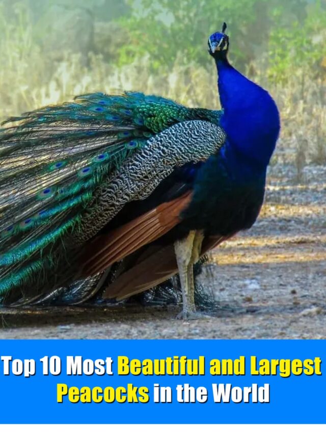 Top 10 Most Beautiful and Largest Peacocks in the World