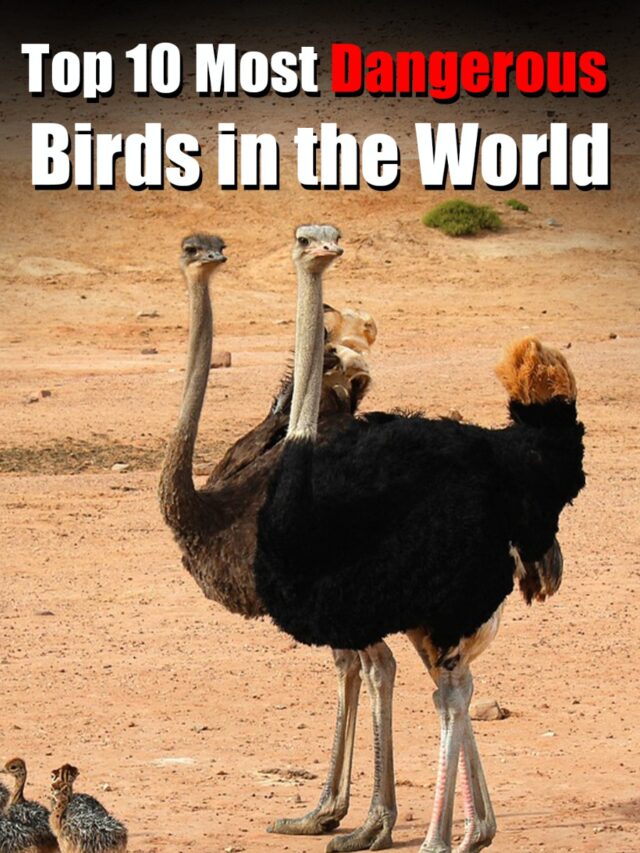 Top 10 Most Dangerous Birds in the World