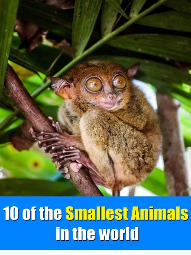 10 of the Smallest Animals in the world