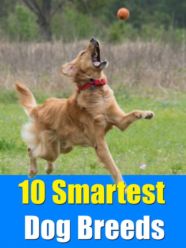 10 Smartest Dog Breeds