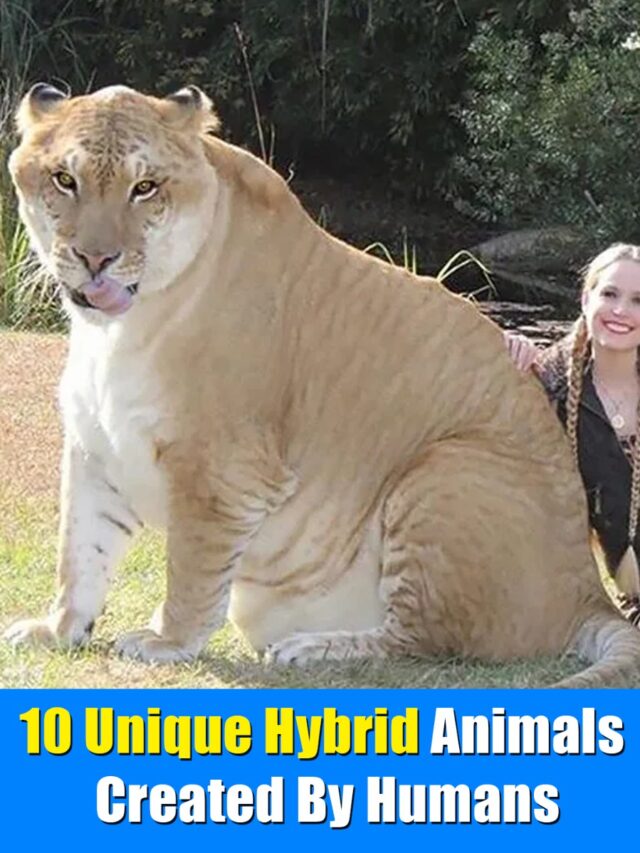 10 Unique Hybrid Animals Created By Humans