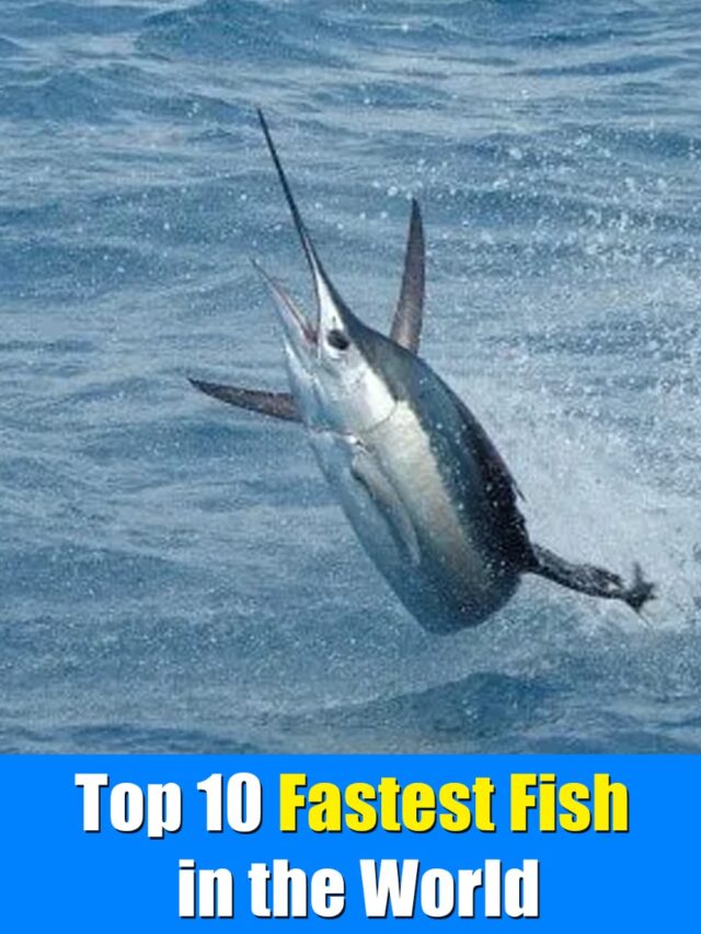 Top 10 Fastest Fish in the World
