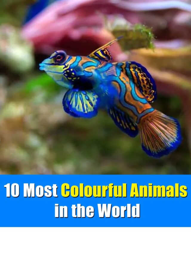 10 Most Colourful Animals in the World