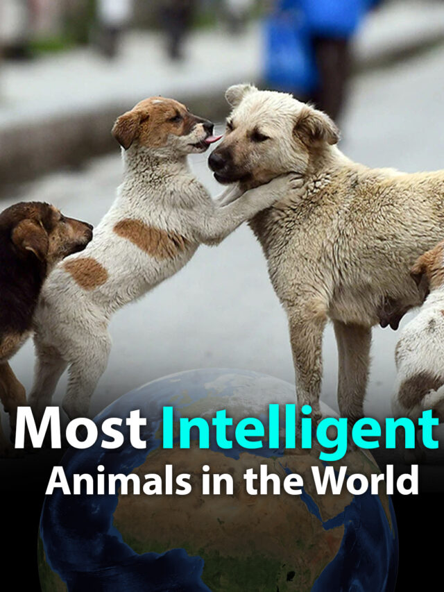Top 10 Most Intelligent Animals in the World