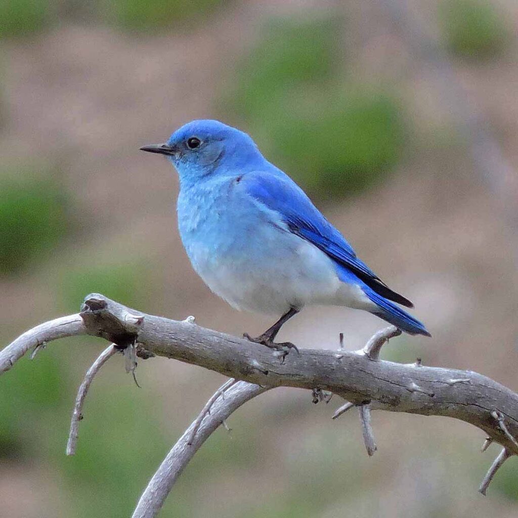 A blue bird perched gracefully on a branch, surrounded by a serene natural backdrop.