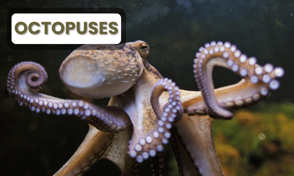 Octopuses are considered some of the most intelligent invertebrates, known for their problem-solving abilities, adaptability, and remarkable learning capacity