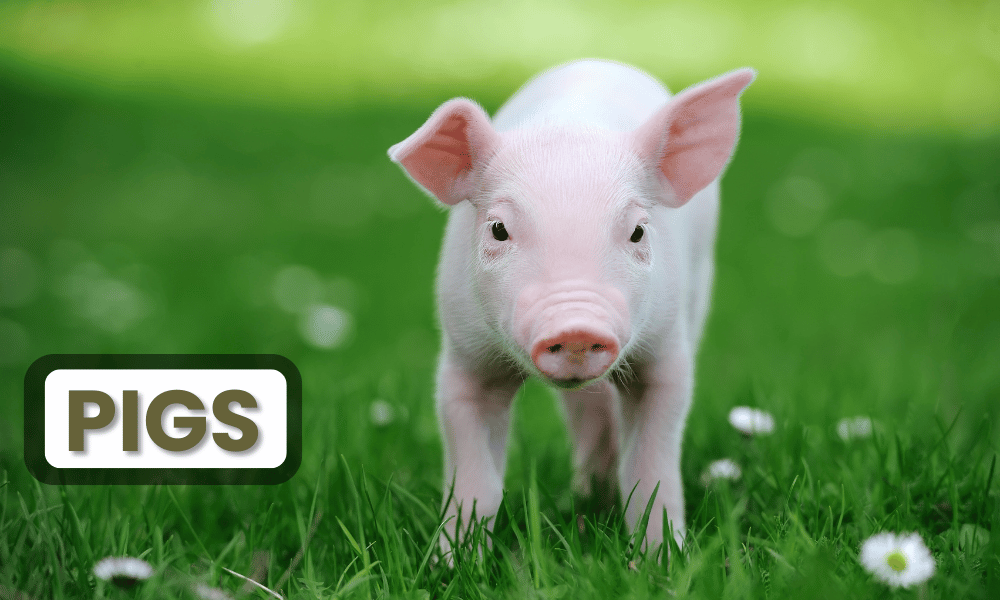 Pigs are often underestimated in terms of intelligence, but research has shown that they are one of the smartest animals in the world