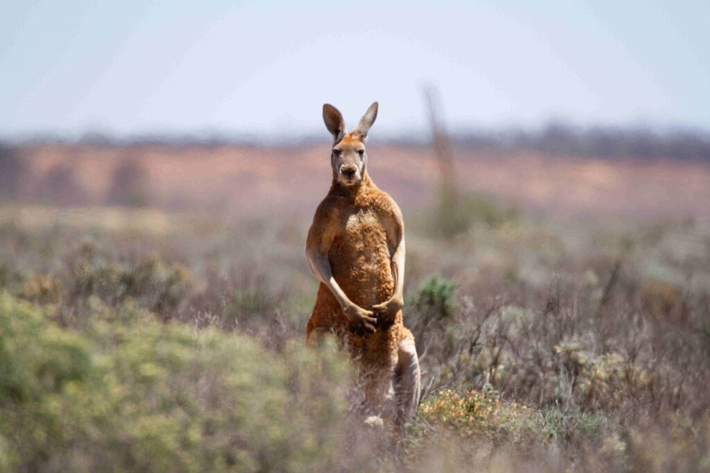 The Eastern Grey Kangaroo, scientifically known as Macropus giganteus, is an iconic marsupial native to Australia